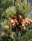 Pinyon Pine Face Mist - WTW